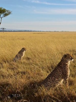 Masai Mara