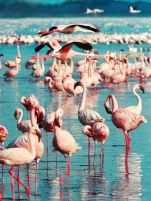 Lake Nakuru