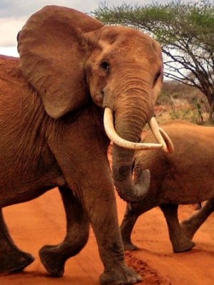 Tsavo